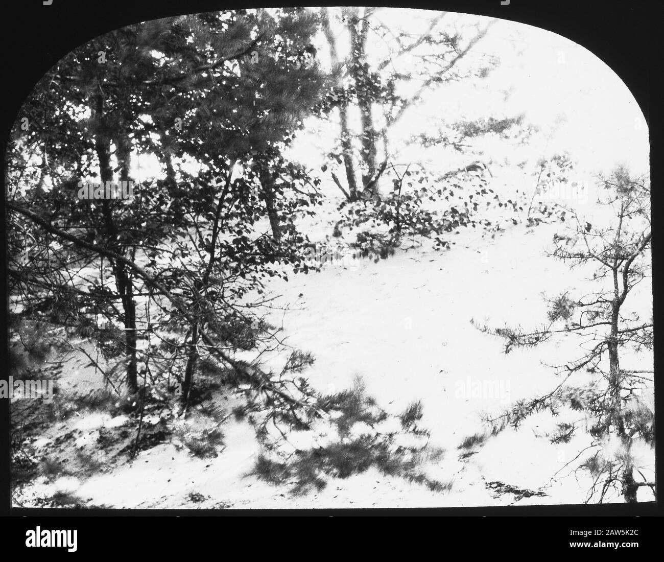 Carta legno Data: Parole Chiave non date: Inorganico, danno, sabbie mobili Nome Persona: Cozze sabbia Foto Stock