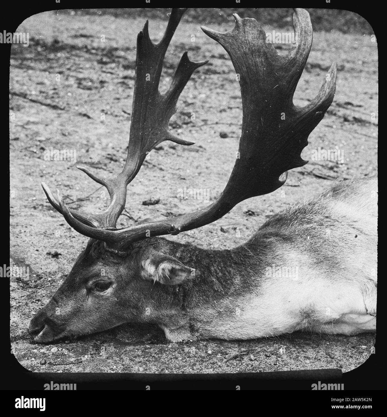 Non ancora chiuso foglia Data: Parole Chiave dense: Antlers, mammiferi Persona Nome: Faallow Deer Foto Stock