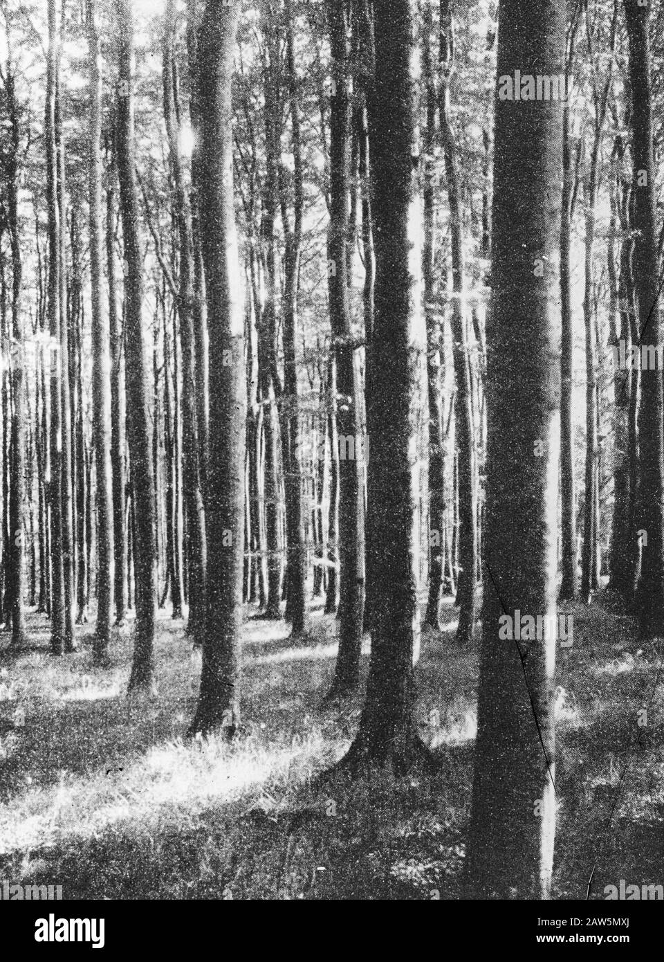 Decidue, alberi, foreste, viali, botaniche, faggi, Tecklenburg Data: Unundated luogo: Germania, Tecklenburg Parole Chiave: Alberi, foreste, botaniche, viali, latifoglie Nome persona: Faggio Foto Stock