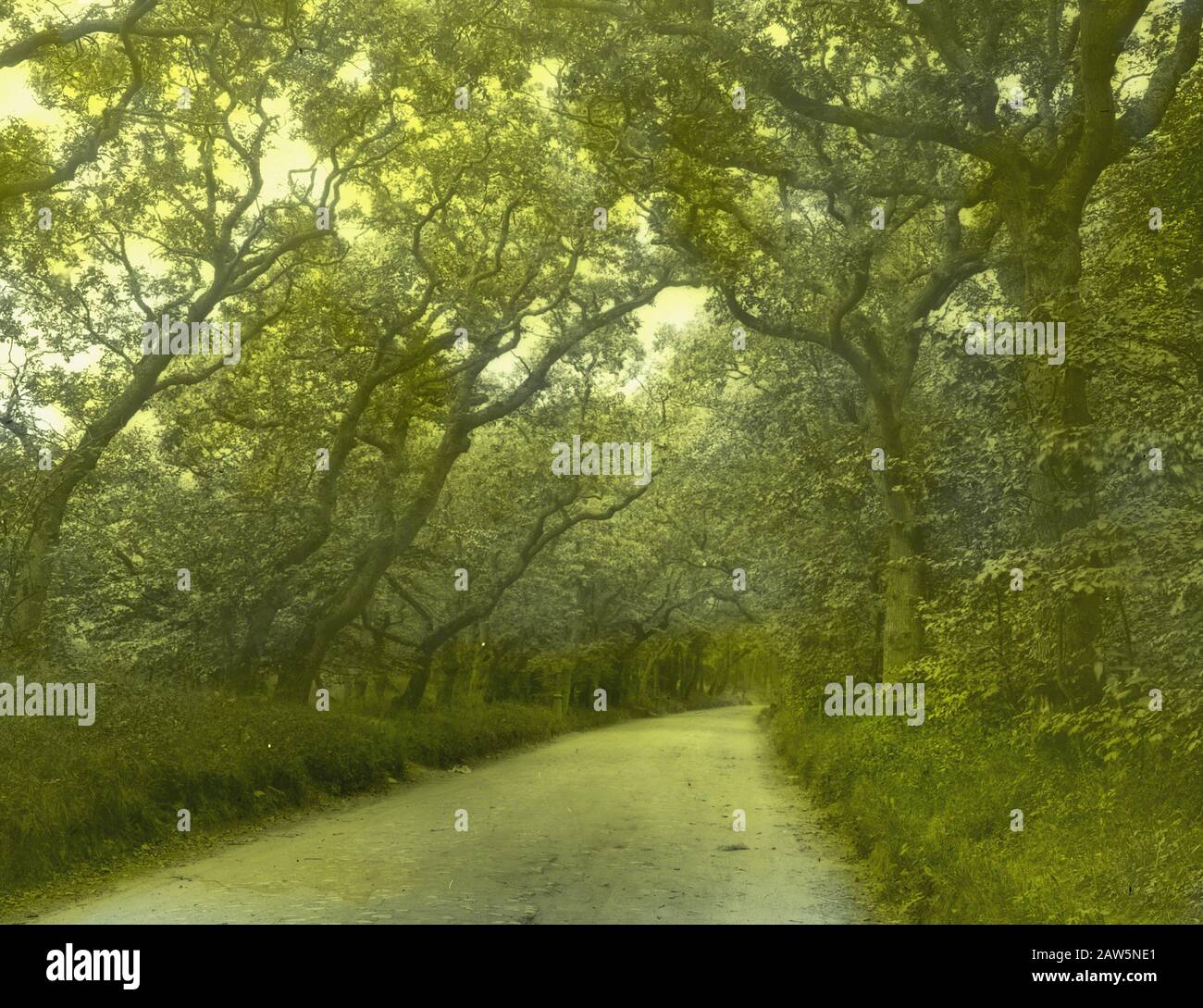 Decidue, alberi, foreste, viali, botaniche, querce Data: Parole Chiave dense: Alberi, foreste, botaniche, viali, latifoglie Nome Persona: Quercia Foto Stock