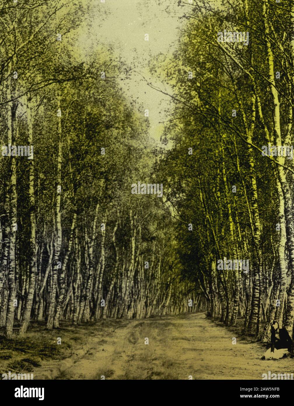 Decidue, alberi, foreste, viali, botaniche, Berkenlaan Data: Parole Chiave dense: Alberi, foreste, botaniche, viali, latifoglie Nome Persona: Berkenlaan Foto Stock