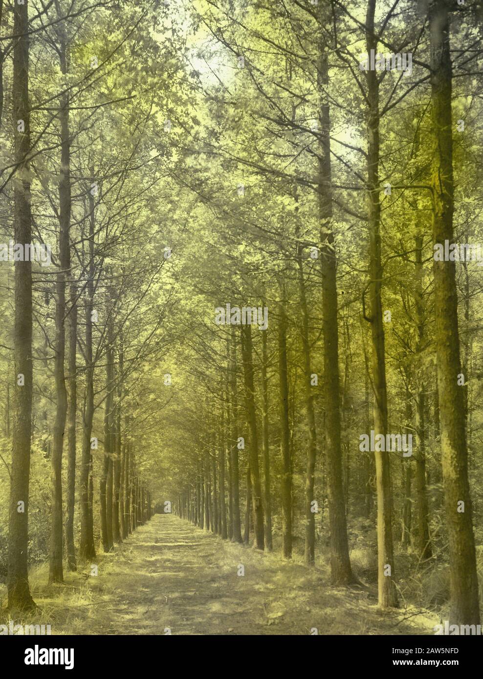 Decidue, alberi, foreste, viali, botaniche, rovere americano Data: Parole Chiave dense: Alberi, foreste, botaniche, viali, latifoglie Nome Persona: Rovere americano Foto Stock