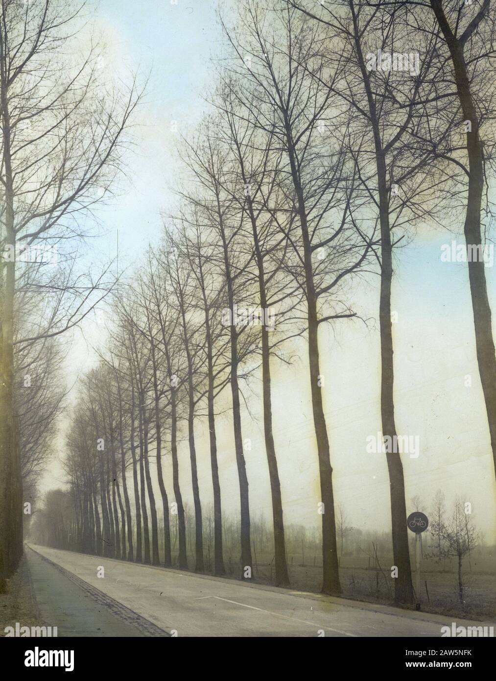 Decidue, alberi, foreste, viali, botaniche, populus Marilanica Data: Parole Chiave dense: Alberi, foreste, botaniche, viali, latifoglie Nome Persona: Populus Marilanica Foto Stock