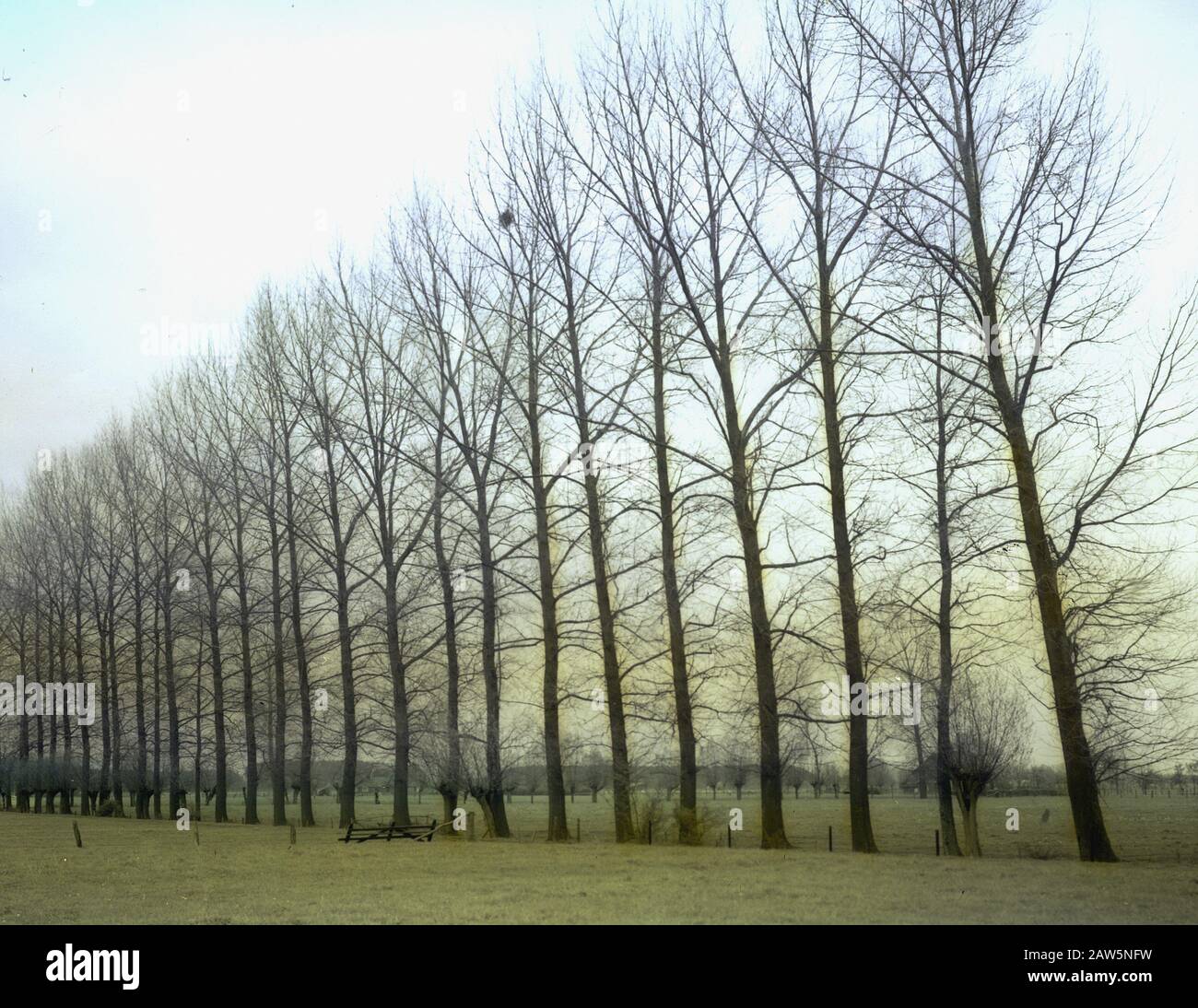 Decidue, alberi, foreste, viali, botaniche, papulus serotina Data: Parole Chiave dense: Alberi, foreste, botaniche, viali, latifoglie Nome Persona: Populus serotina Foto Stock