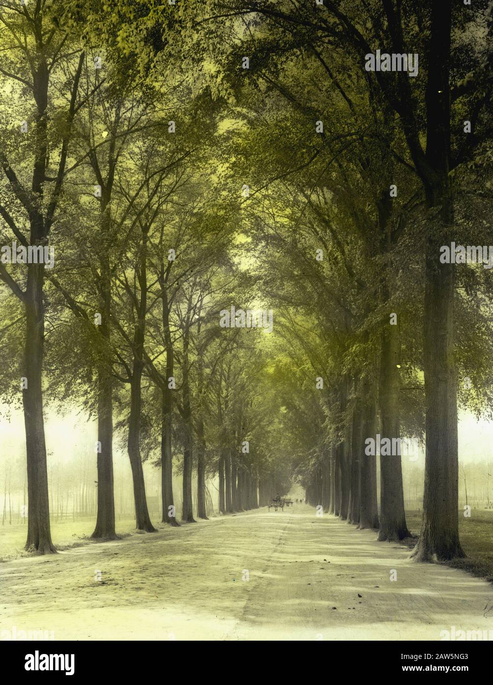 Decidue, alberi, foreste, viali, botaniche, Elms Lane Data: Parole Chiave dense: Alberi, foreste, botaniche, viali, latifoglie Nome Persona: Viale Elm Foto Stock