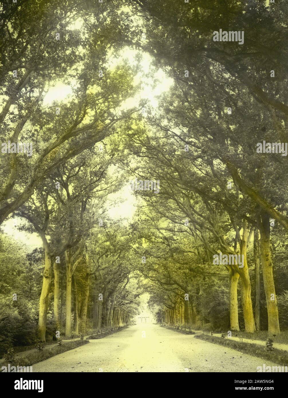 Decidue, alberi, foreste, viali, botaniche, querce Data: Parole Chiave dense: Alberi, foreste, botaniche, viali, latifoglie Nome Persona: Quercia Foto Stock