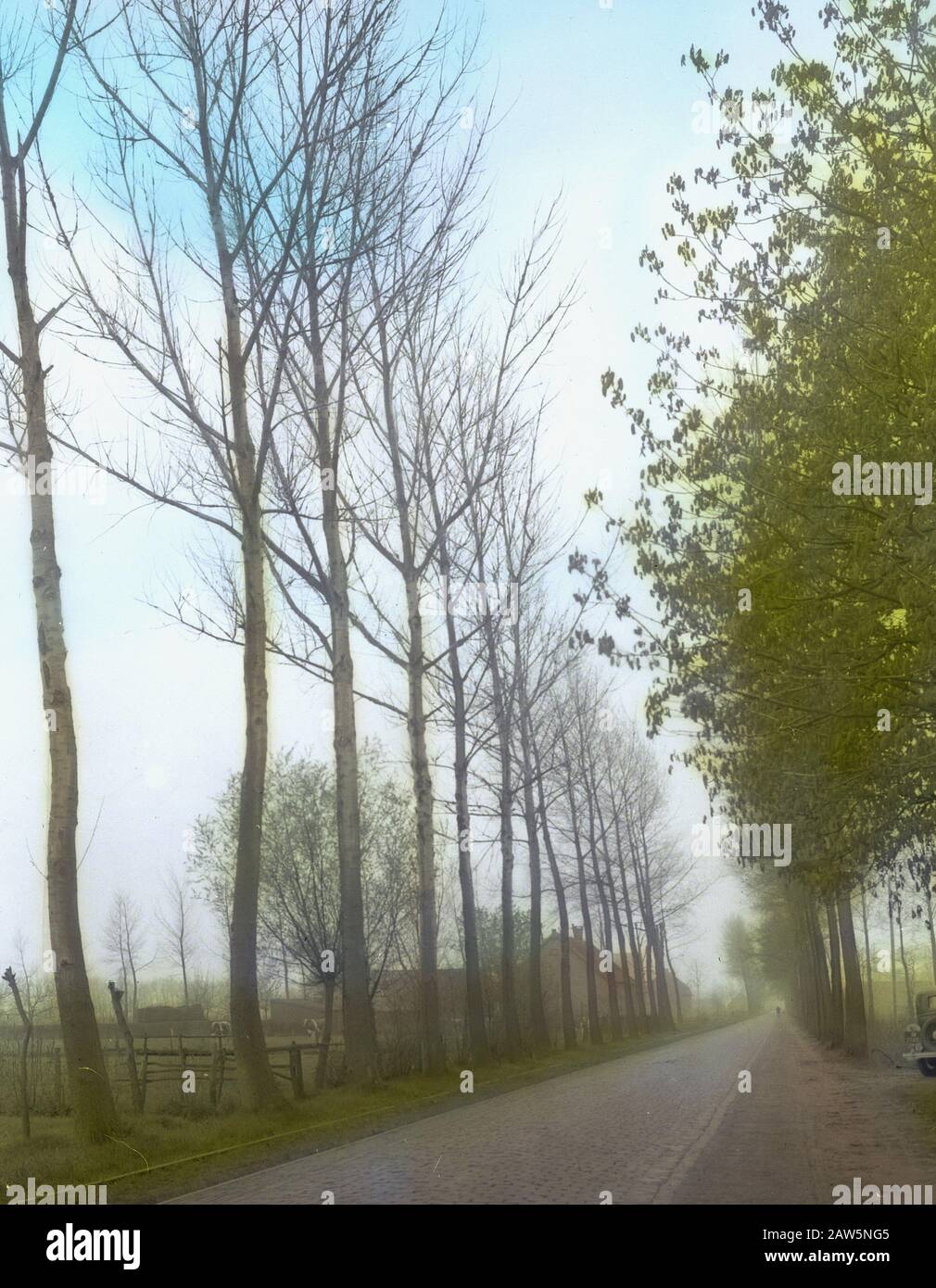 Decidue, alberi, foreste, viali, botaniche, populus Brabantica Data: Parole Chiave dense: Alberi, foreste, botaniche, viali, latifoglie Nome Persona: Populus Brabantica Foto Stock