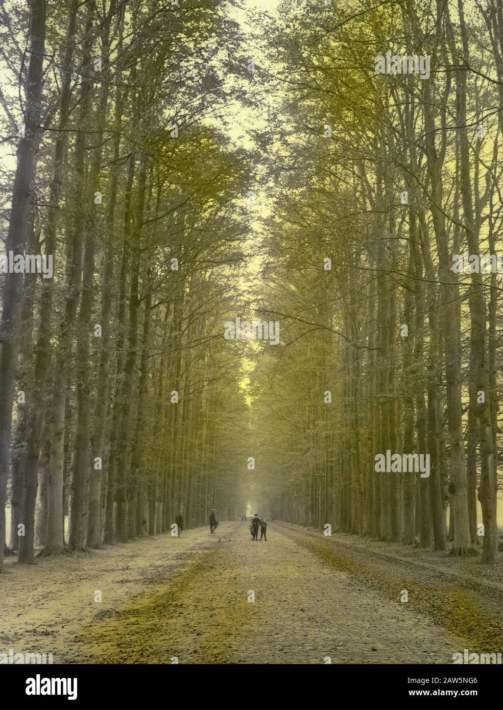 Decidue, alberi, foreste, viali, botaniche, faggi Avenue Data: Parole Chiave dense: Alberi, foreste, botaniche, viali, latifoglie Nome Persona: Faggi viale Foto Stock