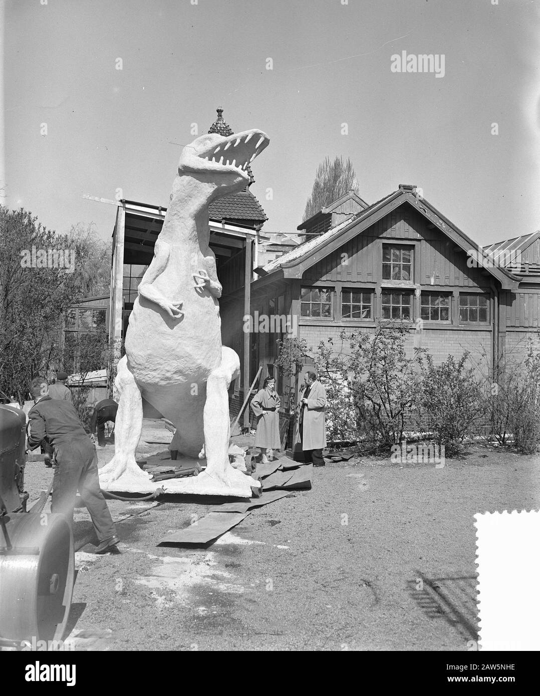 Nuovo arrivo Artis a tirannosaurus Data: 7 maggio 1954 Nome istituzione: Artis Foto Stock