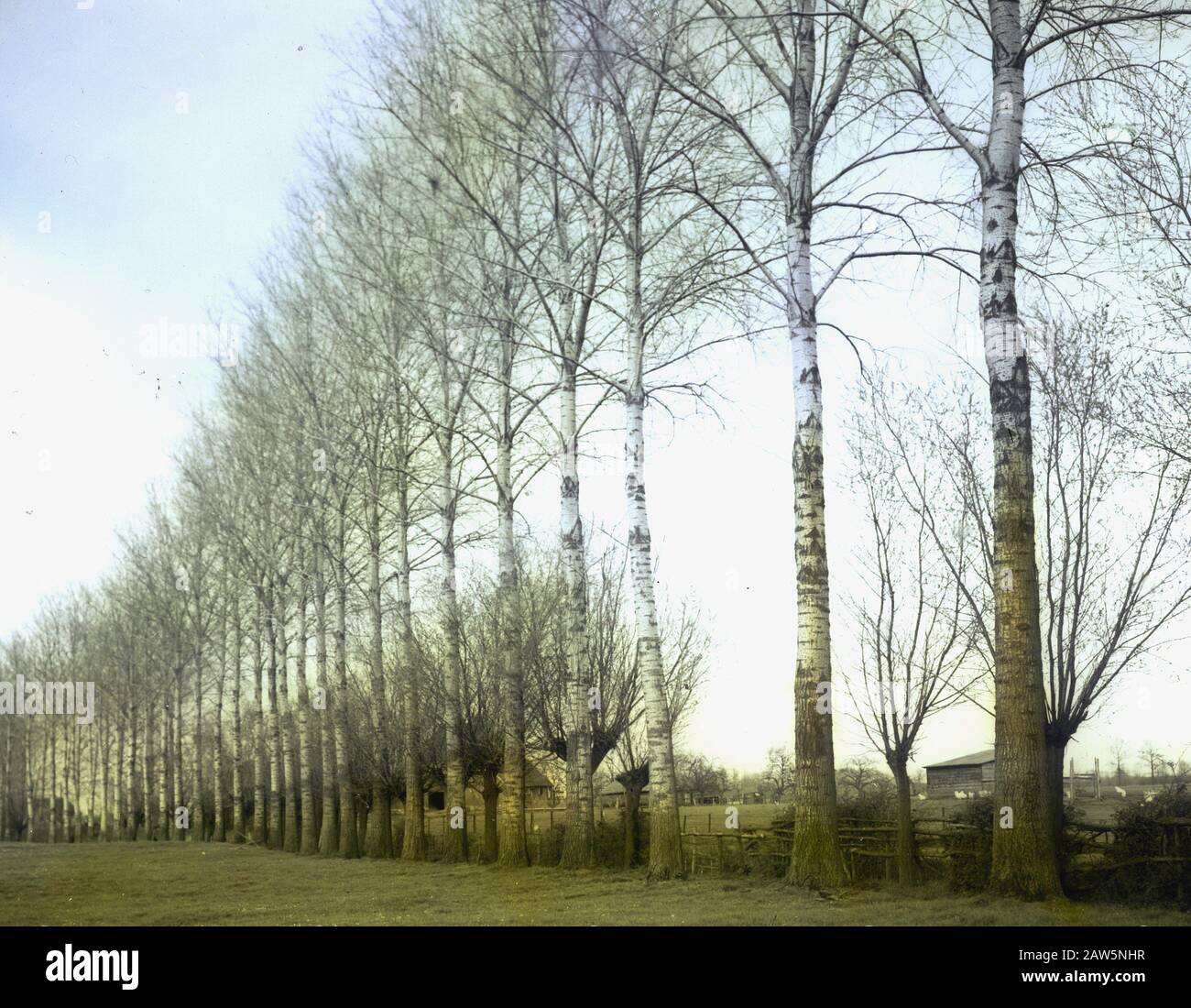 Decidue, alberi, foreste, viali, botaniche, populus gelrica Data: Parole Chiave dense: Alberi, foreste, botaniche, viali, latifoglie Nome Persona: Populus gelrica Foto Stock