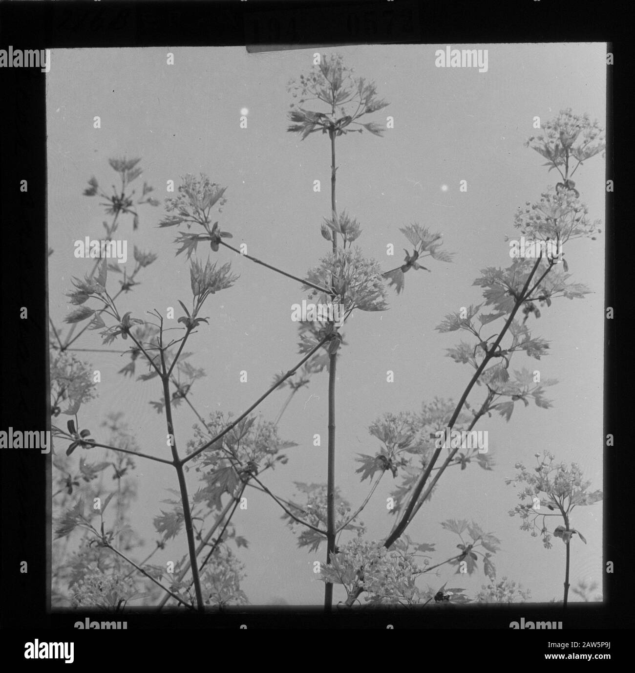 Decidue, alberi, foreste, viali, botaniche, zucchero Data: Parole Chiave dense: Alberi, foreste, botaniche, viali, latifoglie Nome Persona: Zucchero acero Foto Stock