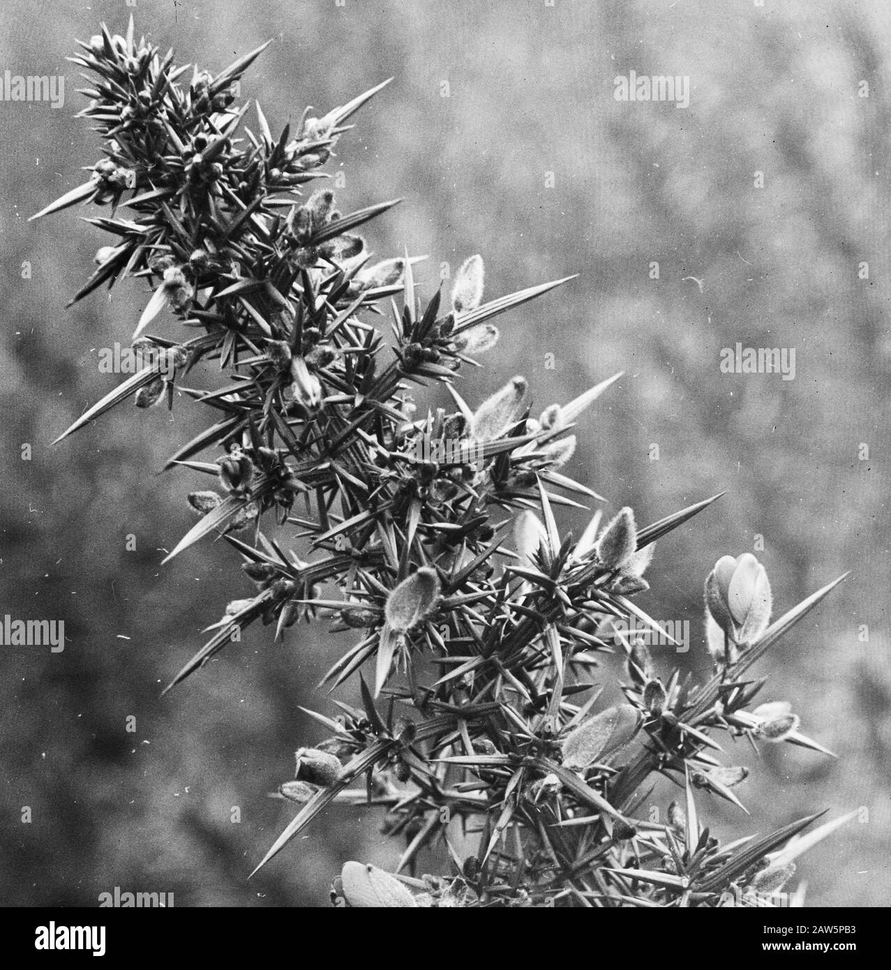 Decidue, alberi, foreste, viali, botaniche, gorge Data: Parole Chiave dense: Alberi, foreste, botaniche, viali, latifoglie Nome Persona: Gorge Foto Stock