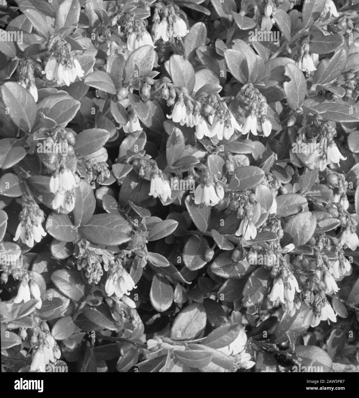 Decidue, alberi, foreste, viali, botaniche, bacca Data: Parole Chiave dense: Alberi, foreste, botaniche, viali, latifoglie Nome Persona: Lingonberry Foto Stock