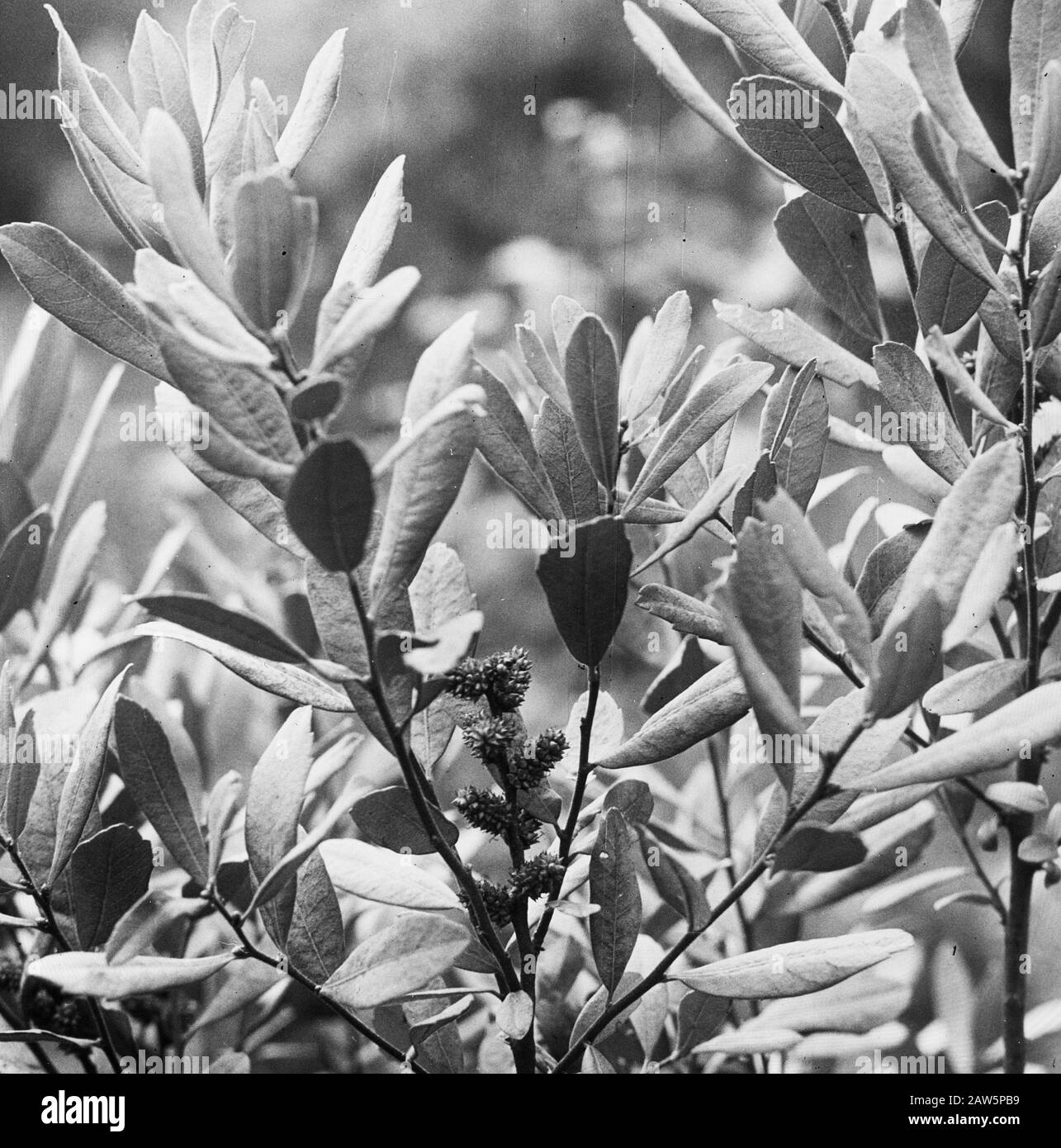 Decidue, alberi, foreste, viali, botaniche, gale Data: Parole Chiave dense: Alberi, foreste, botaniche, viali, latifoglie Nome Persona: Gale Foto Stock