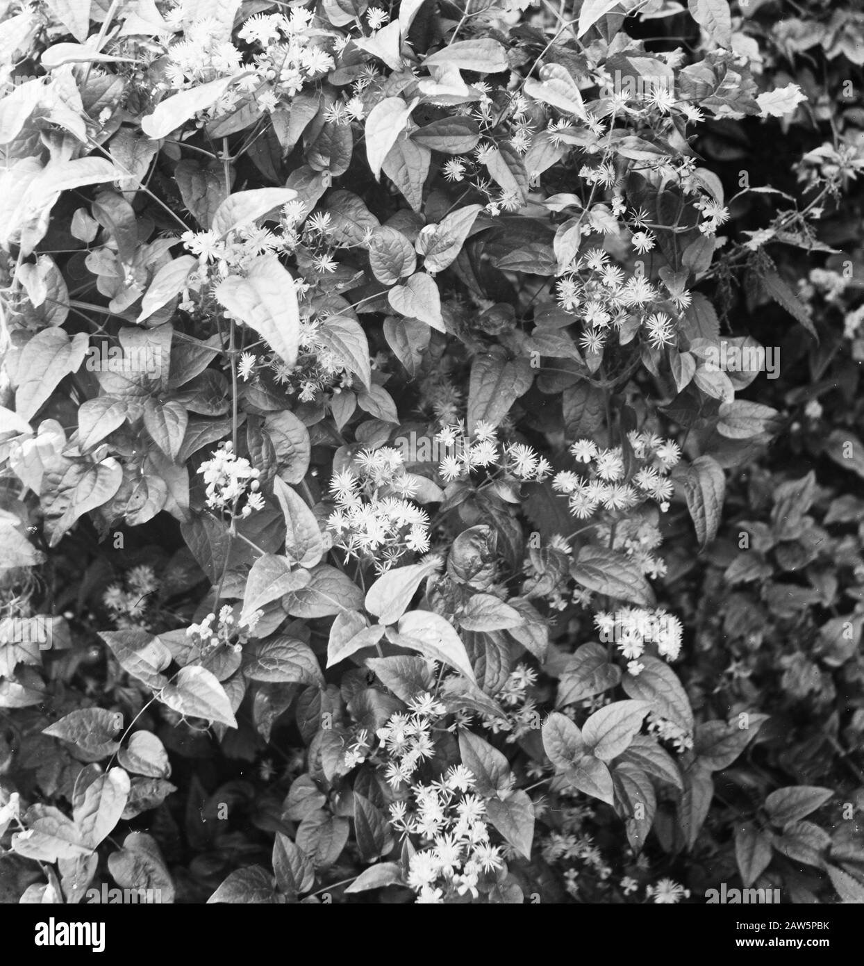 Decidue, alberi, foreste, viali, botaniche, clematis Data: Parole Chiave dense: Alberi, foreste, botaniche, viali, latifoglie Nome Persona: Clematis Foto Stock