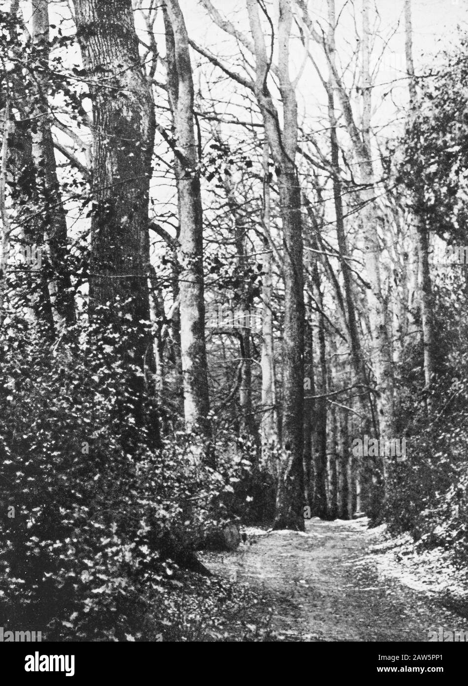 Decidue, alberi, foreste, viali, botaniche, Holly Data: Parole Chiave dense: Alberi, foreste, botaniche, viali, latifoglie Nome Persona: Holly Foto Stock