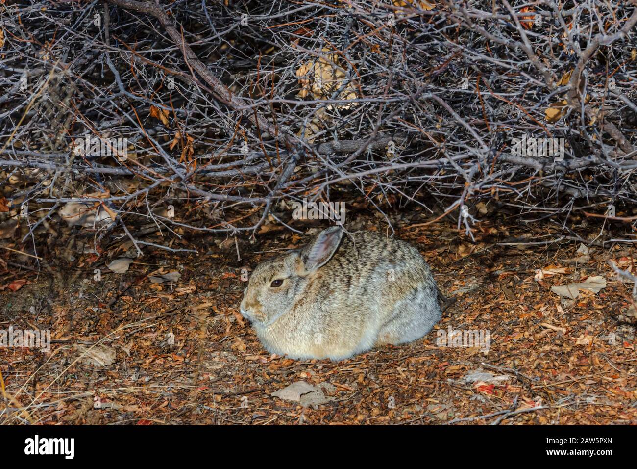 Coniglio di montagna o di Nuttall (Sylvilagus nuttalli) sotto la protezione dello arbusto invernale, Castle Rock Colorado USA. Foto scattata a gennaio. Foto Stock