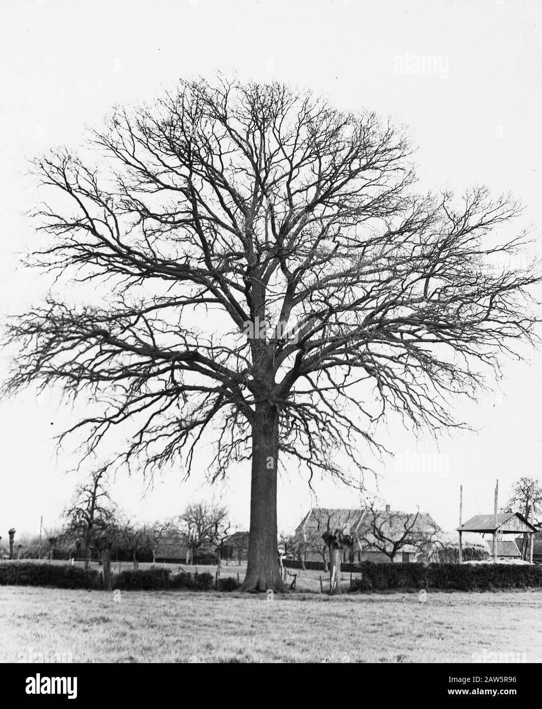Decidue, alberi, foreste, viali, botaniche, querce Data: Parole Chiave dense: Alberi, foreste, botaniche, viali, latifoglie Nome Persona: Quercia Foto Stock