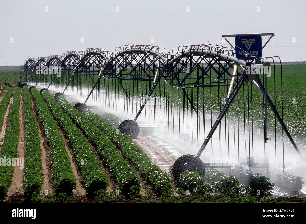 Terry County, Texas: Irrigazione estiva dall'Aquifer Ogallala per l'allevamento di cotone. Manico in Texas. ©Bob Daemmrich Foto Stock