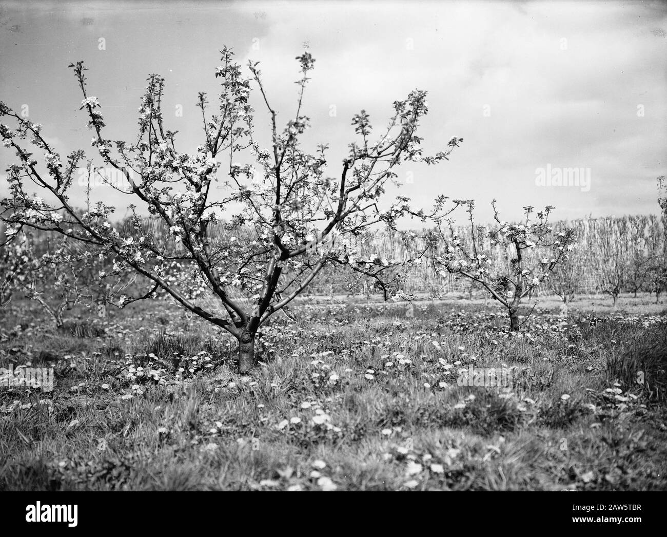 Per tipo 1 / r tipo IX Data: 1949 luogo: Legno Parole Chiave: Alberi, frutta Persona Nome: Frutta scuola reti, james Grieve Foto Stock