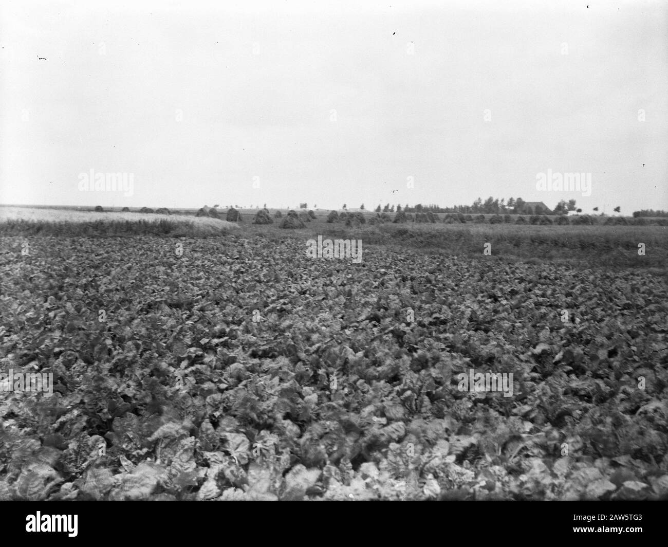 Agricoltura, Campo Di Destra Data: Unated posizione: Campo di destra Parole Chiave: Agricoltura Foto Stock