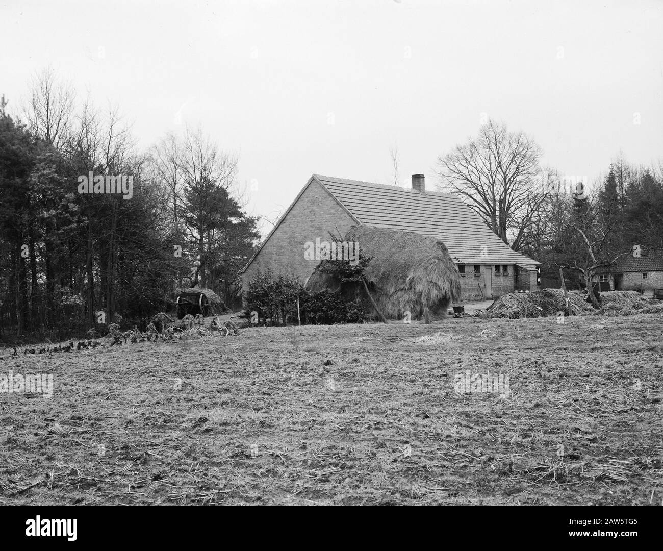 Tenuta Utrecht. Farm Langegracht Annotation: La proprietà deve il suo nome alla società di assicurazioni sulla vita Utrecht, assicurazioni NV. L'azienda ha estratto i grandi brughiere ampiamente dal 1898. Il 25 maggio 1899 è stato avviato con l'estrazione dei primi 700 ettari. I lavori sono stati eseguiti dall'Heidemij. Alla fine, il brughiera è stato convertito in 1.800 ettari di foresta e 600 ettari di terreno coltivabile, e in aggiunta, ha continuato ad esistere anche 400 ettari di natura. Date: Undenated Location: Esbeek Keywords: Aziende agricole Foto Stock