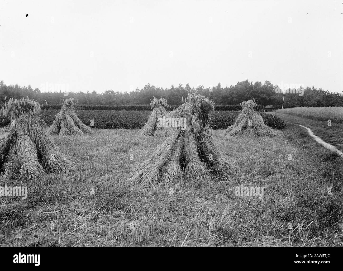 agricoltura, fattoria, segale v.. Foresta di Hucht Data: Unundated luogo: Gelderland, Ugchelen Parole Chiave: Agricoltura, proprietà Nome: Rye v.d. Hucht foresta Foto Stock agricoltura, fattoria, segale v.. Foresta di Hucht Data: Unundated luogo: Gelderland, Ugchelen Parole Chiave: Agricoltura, proprietà Nome: Rye v.d. Hucht foresta Foto Stock