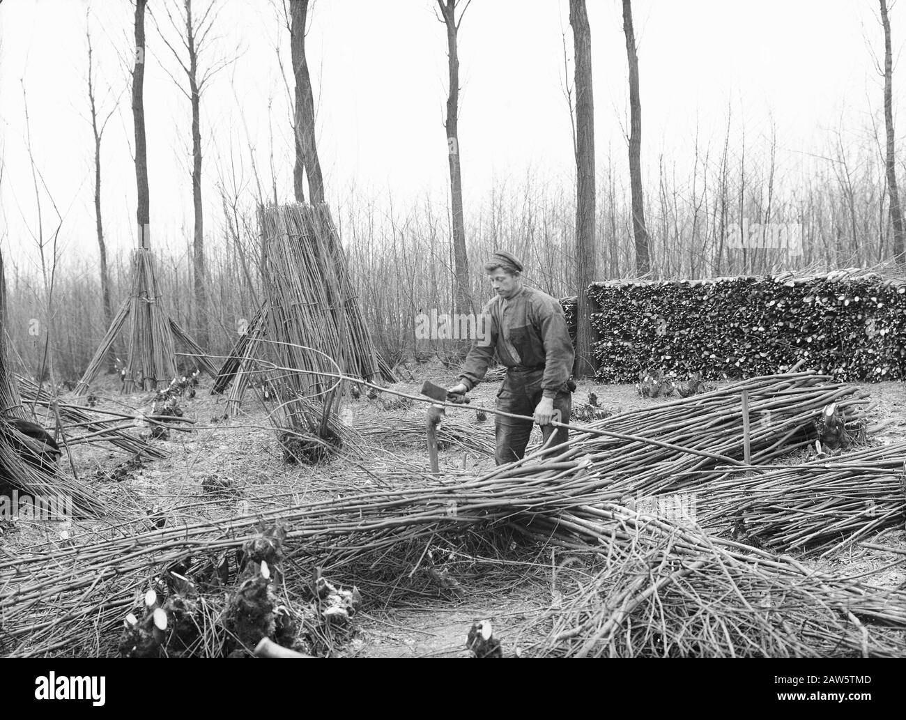 Twigs di taglio su misura Data: Parole Chiave dense: Cultura secca Foto Stock