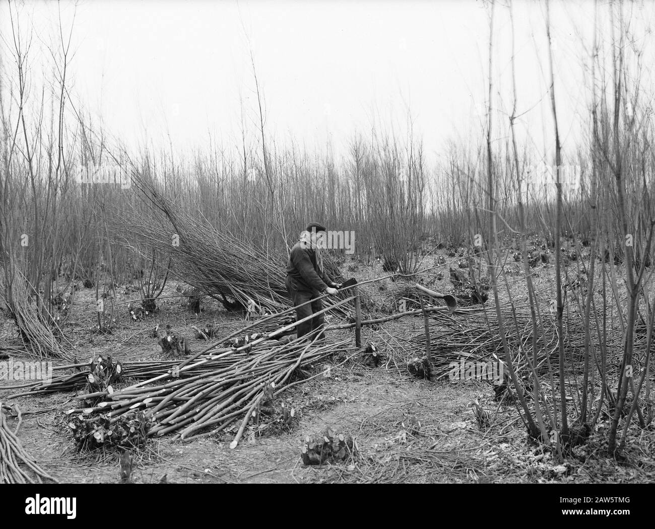 Twigs di taglio su misura Data: Parole Chiave dense: Cultura secca Foto Stock