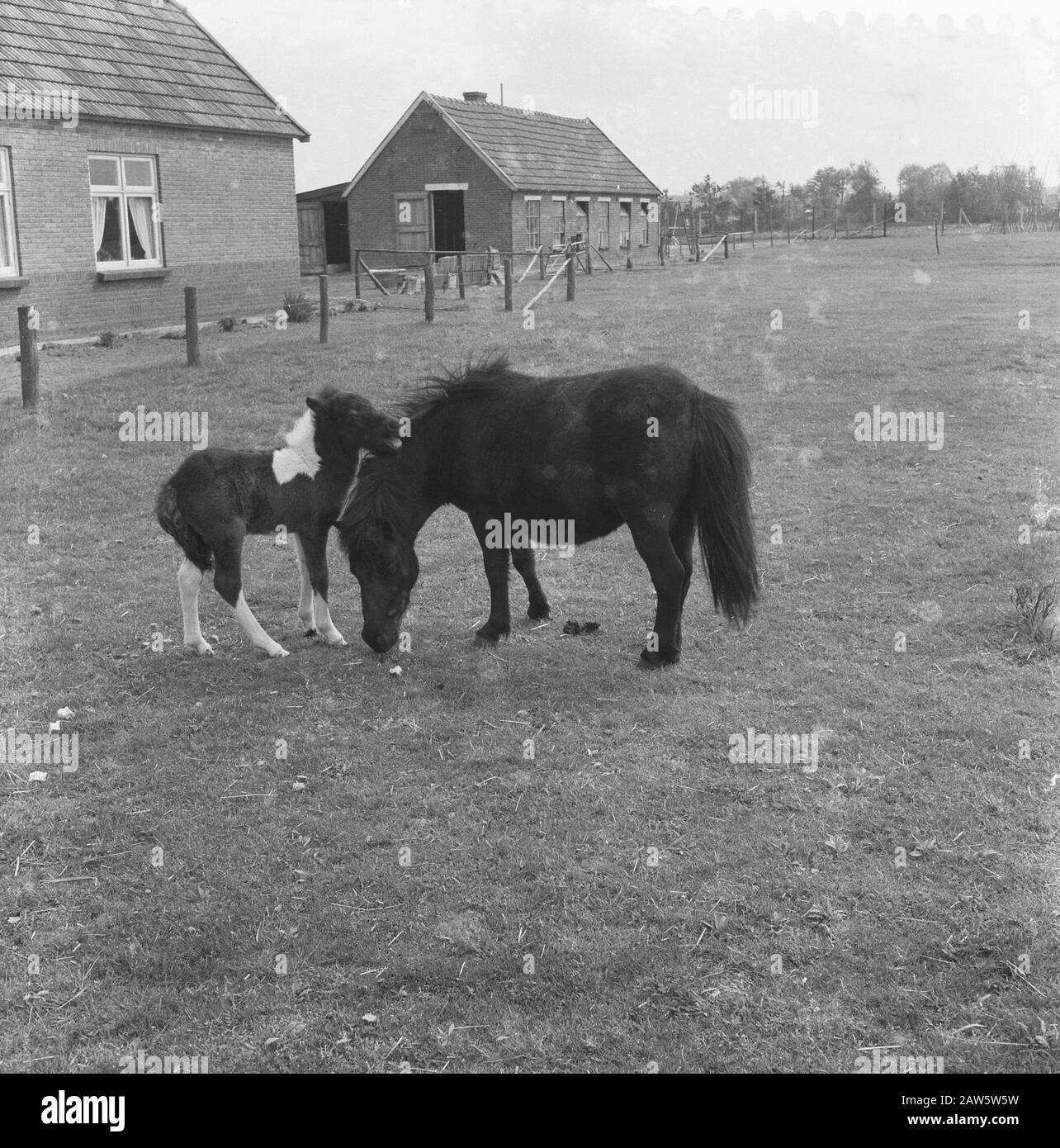 Pony con foal nel prato a Wells Data: 20 maggio 1958 luogo: Wells Parole Chiave: Ponys, colts Foto Stock