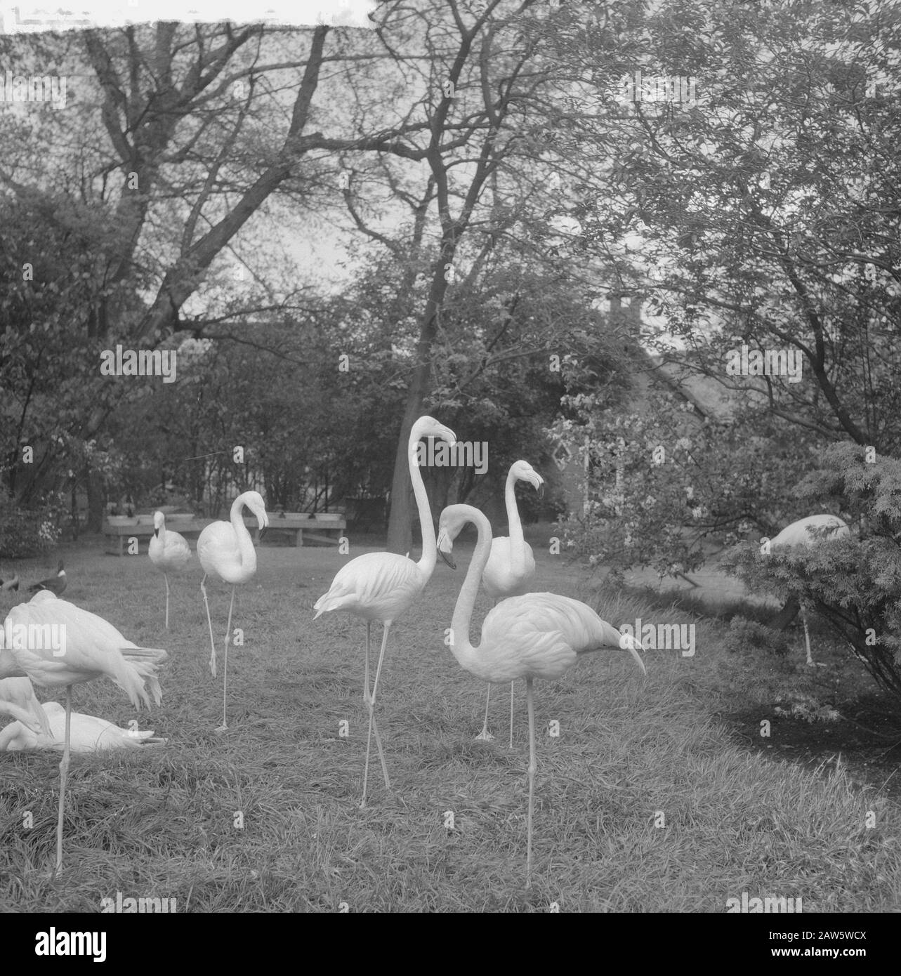 Notizie da Artis. Fenicotteri Data: 2 Maggio 1961 Nome Istituzione: Artis Foto Stock