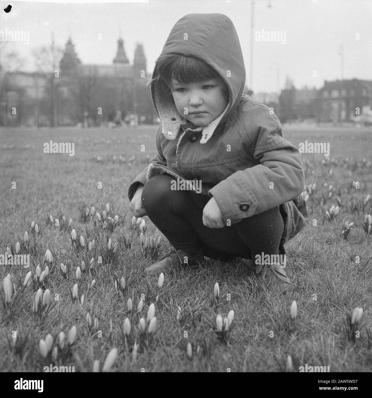 Primavera si avvicina, crockuses fioriscono nei flowerbeds ad Amsterdam Data: 11 febbraio 1961 Località: Amsterdam, Noord-Holland Parole Chiave: Limiti Nome Persona: Crocus Foto Stock