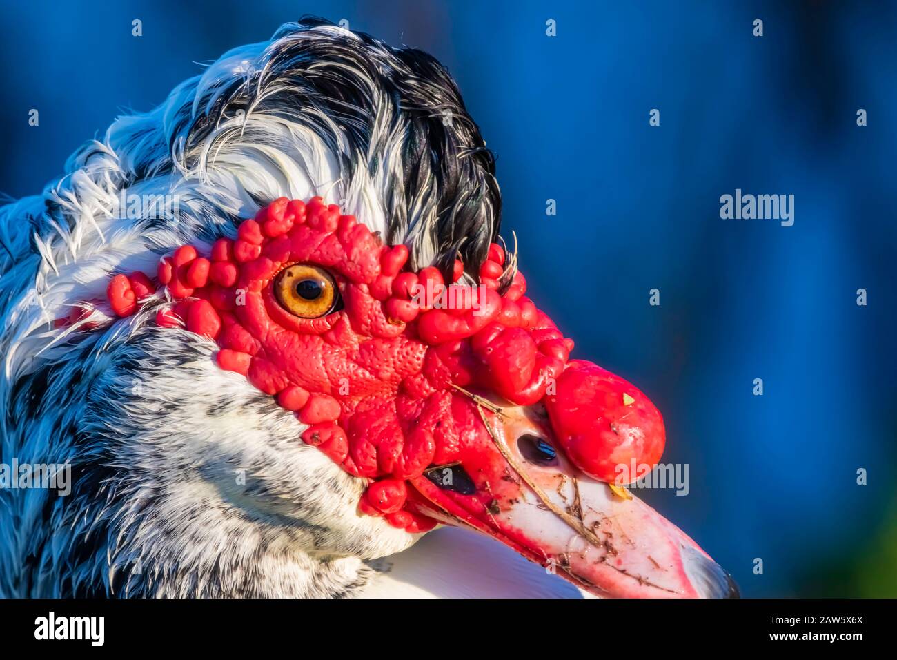 estremo primo piano di un anatra muscovy Foto Stock
