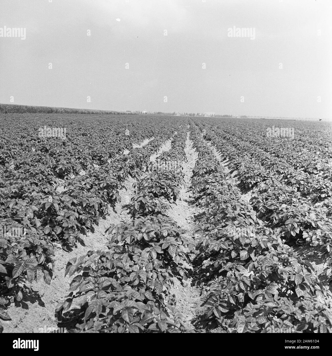 Miniere, semine e raccolti, irrigazione, nop Data: Maggio 1957 Parole Chiave: Irrigazione, coltivazione, semina e raccolta persone Nome: NOP Foto Stock Miniere, semine e raccolti, irrigazione, nop Data: Maggio 1957 Parole Chiave: Irrigazione, coltivazione, semina e raccolta persone Nome: NOP Foto Stock