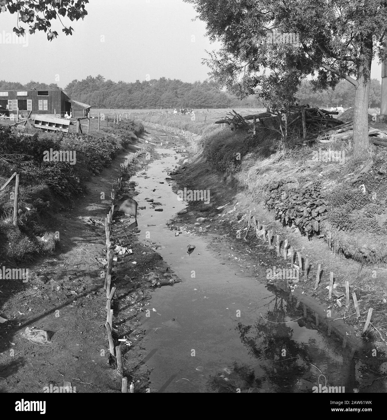 Linea 2 Data: Settembre 1964 Località: Munnickebeek Parole Chiave: Ruscelli, siepe, dettagli, subacquei e siepe, scavo e riempimento in trincee, posa scarichi, tubi, normalizzazione di ruscelli, carte, campi Nome istituzione: Acqua Lunterse Beek Foto Stock