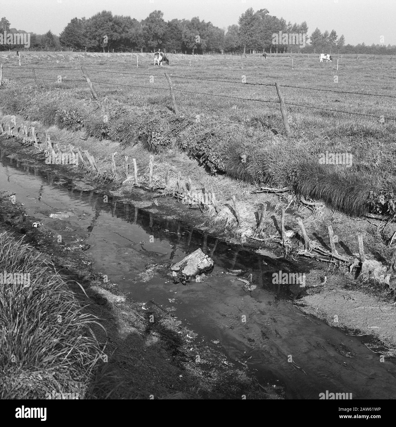 Linea 2 Data: Settembre 1964 Località: Munnickebeek Parole Chiave: Ruscelli, siepe, dettagli, subacquei e siepe, scavo e riempimento in trincee, posa scarichi, tubi, normalizzazione di ruscelli, carte, campi Nome istituzione: Acqua Lunterse Beek Foto Stock