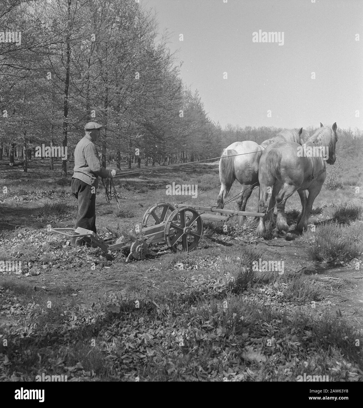 Aratro cavalli Data: Parole Chiave dense: Cavalli, aratura Foto Stock