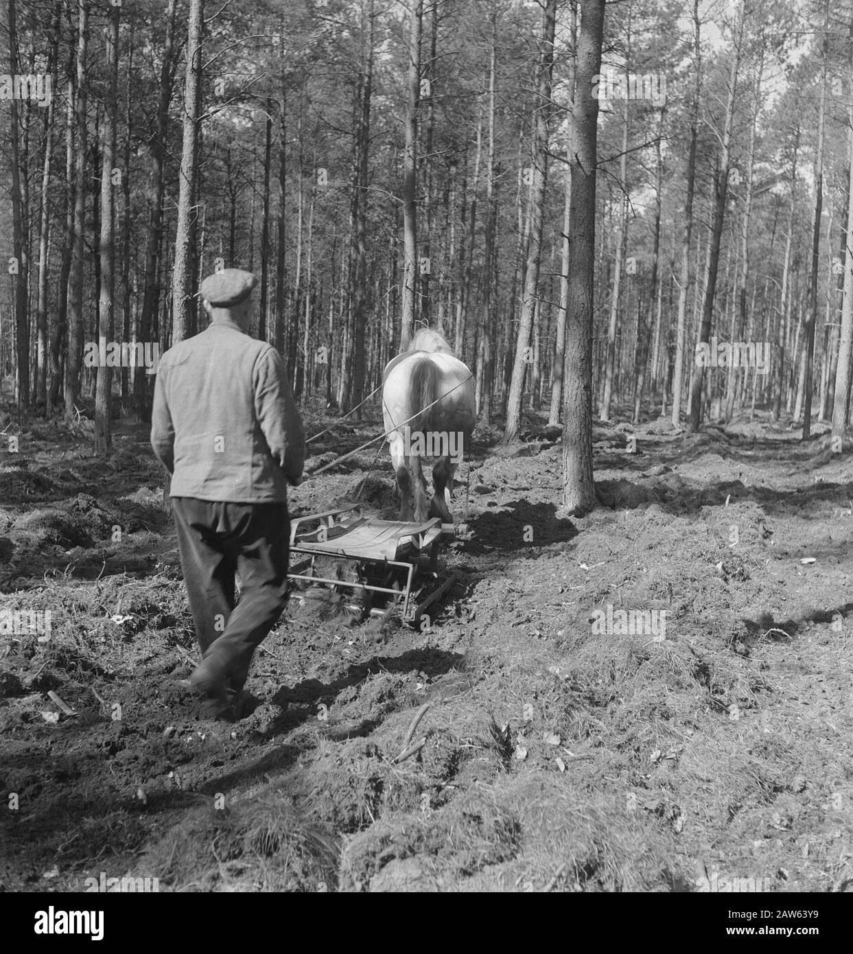 Aratro cavalli Data: Parole Chiave dense: Cavalli, aratura Foto Stock