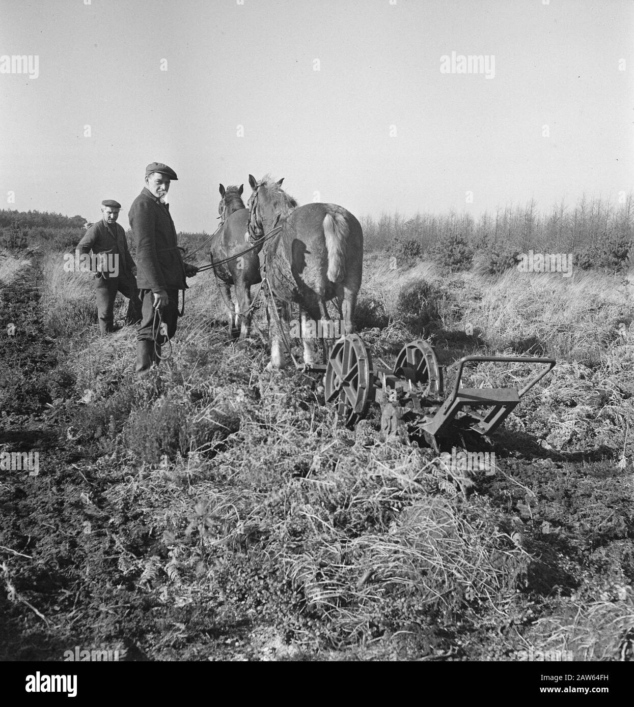 Macchine agricole, attrezzature, lavoro, lavoro, cavalli Data: Parole Chiave dense: Lavoratori, macchine agricole, attrezzi, lavoro Nome: Cavalli Foto Stock