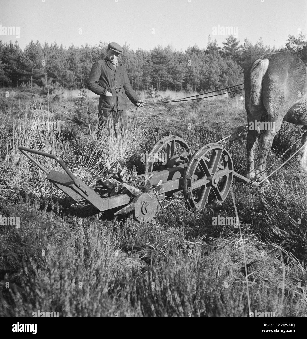 Macchine agricole, attrezzature, lavoro, lavoro, cavalli Data: Parole Chiave dense: Lavoratori, macchine agricole, attrezzi, lavoro Nome: Cavalli Foto Stock