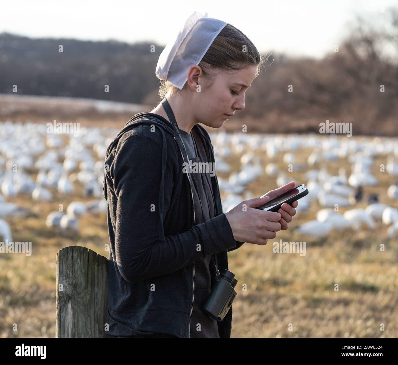 Lancaster County, Pennsylvania, Stati Uniti: 3 febbraio 2020: Giovani donne Amish in abito nero e copertura di capelli bianchi utilizzando il cellulare Foto Stock