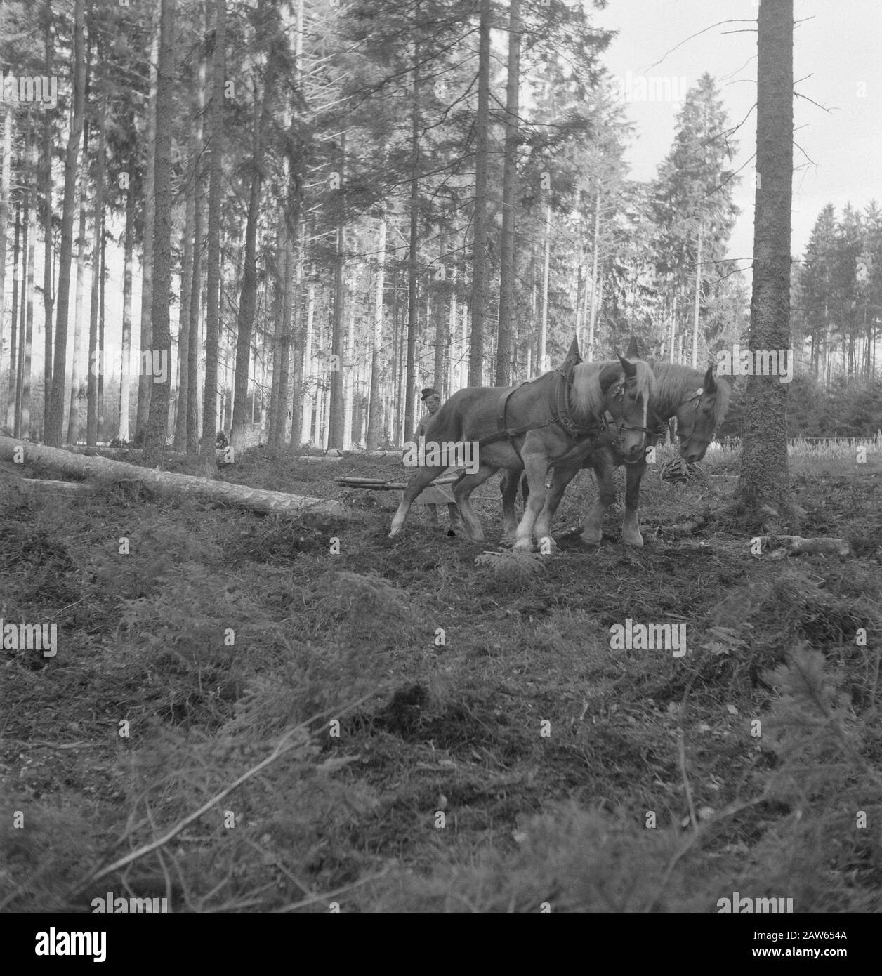 Due cavalli da lavoro tronchi dalla foresta trascinati Data: Non ondata posizione: Germania Parole Chiave: Lavoratori, tronchi, bosbewerking, animali, sentieri Foto Stock