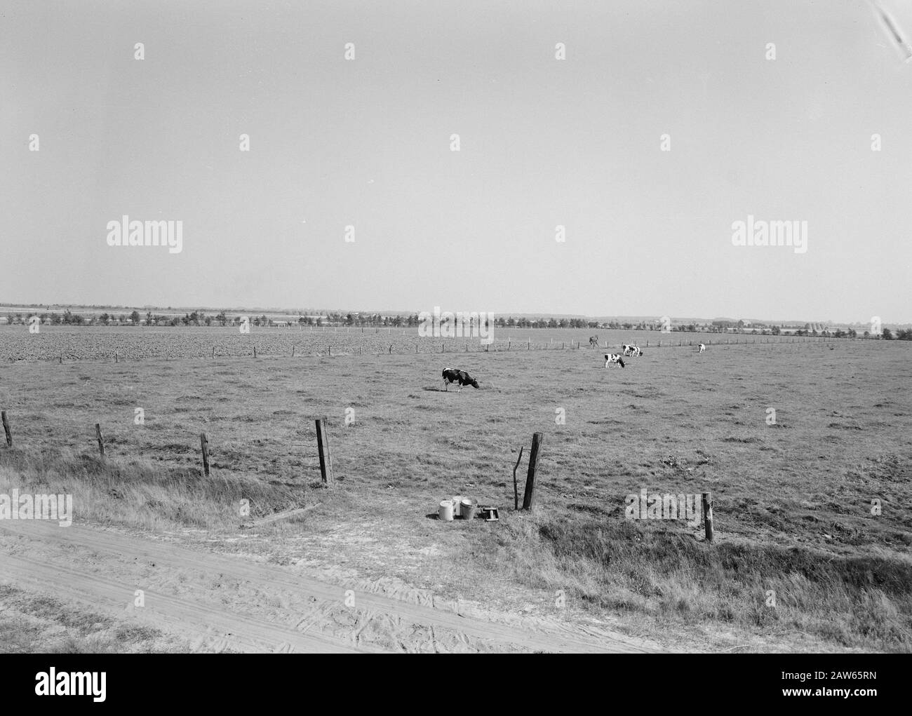 Estrazione mineraria, bestiame al pascolo, immagini generali, reportage di campo erboso, mucche, tumuli campo atletico Data: Settembre 1958 Parole Chiave: Immagini generali, mucche, miniere, reportage di campo erboso, pascolo bovino Nome Persona: Campi atletici di tumuli Foto Stock