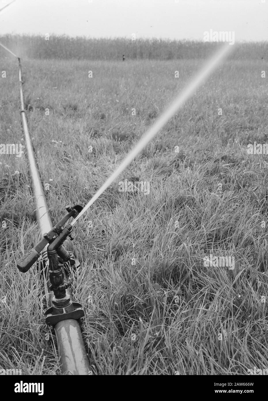 Macchine agricole, attrezzature, operazioni, impianti di irrigazione Data: Giugno 1957 Località: Noord-Brabant, Someren Parole Chiave: Sistemi di irrigazione, macchine agricole e attrezzi, opere Foto Stock Macchine agricole, attrezzature, operazioni, impianti di irrigazione Data: Giugno 1957 Località: Noord-Brabant, Someren Parole Chiave: Sistemi di irrigazione, macchine agricole e attrezzi, opere Foto Stock