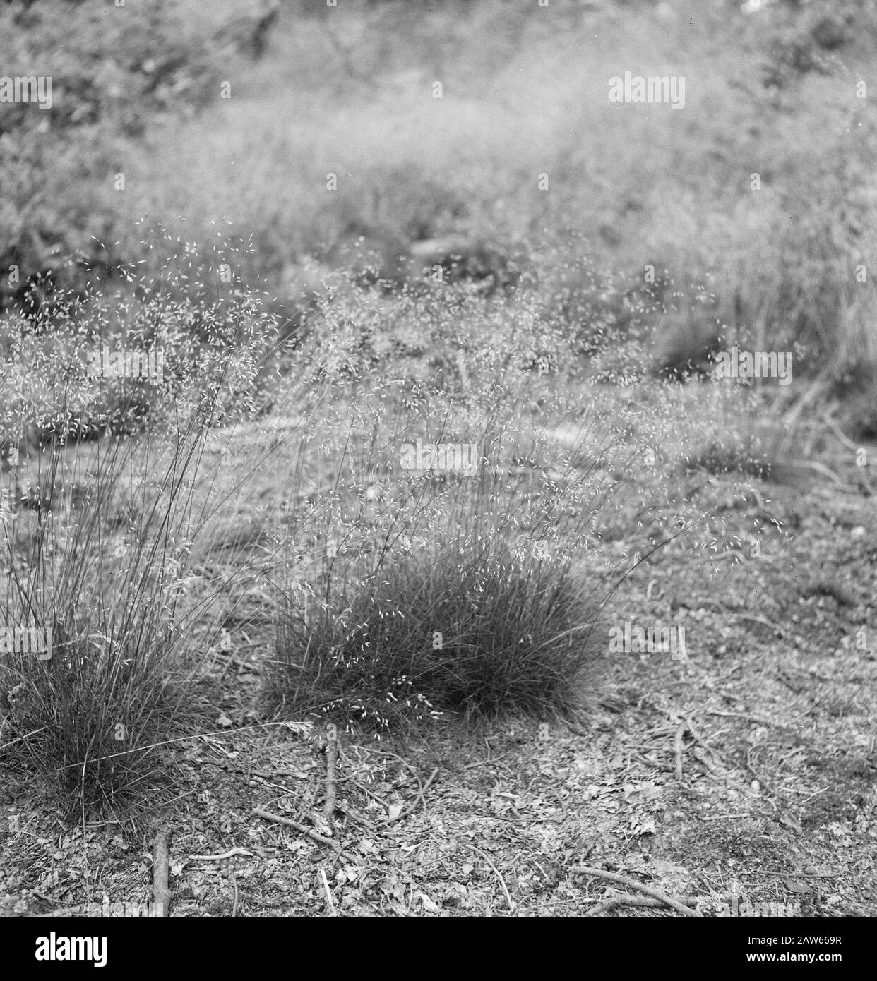 Natura, contorni Data: Parole Chiave dense: Natura, contorni Foto Stock