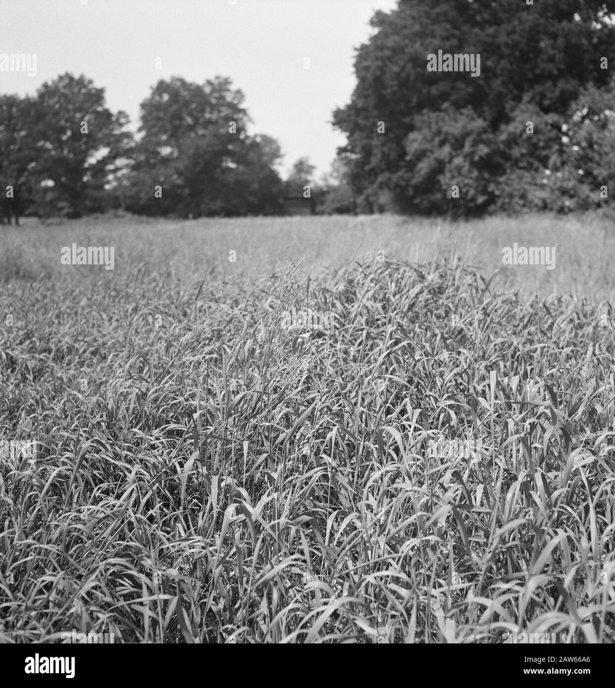 Natura, contorni Data: Parole Chiave dense: Natura, contorni Foto Stock
