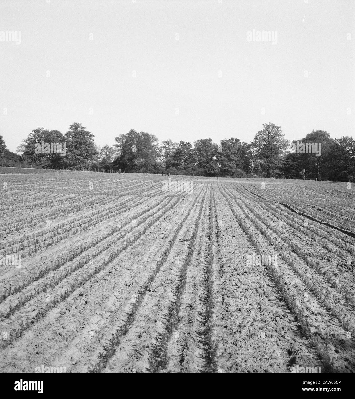 Terreni agricoli, colture, grafici Data: Parole Chiave non utilizzate: Colture, terreni agricoli, grafici Foto Stock