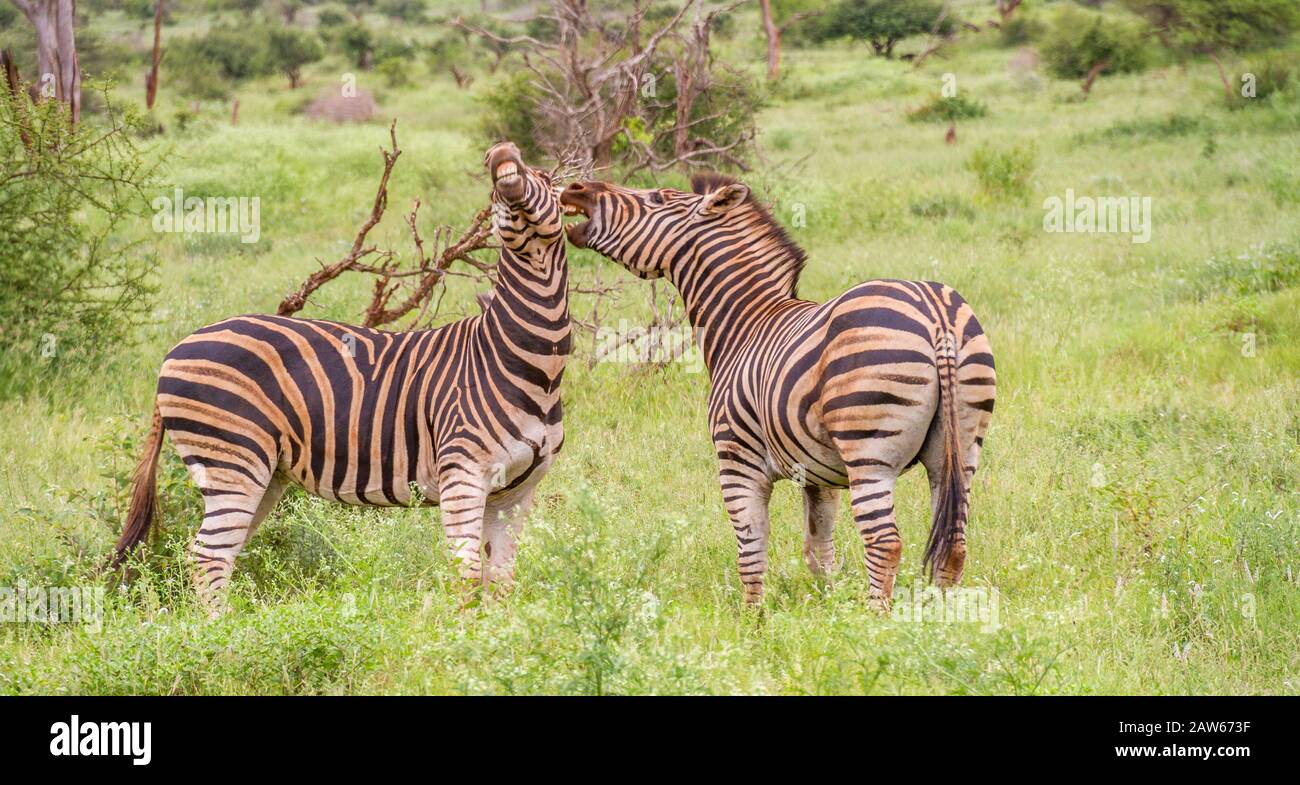 Due zebre di burchell isolano interagendo nell'immagine del bush africano in formato orizzontale Foto Stock