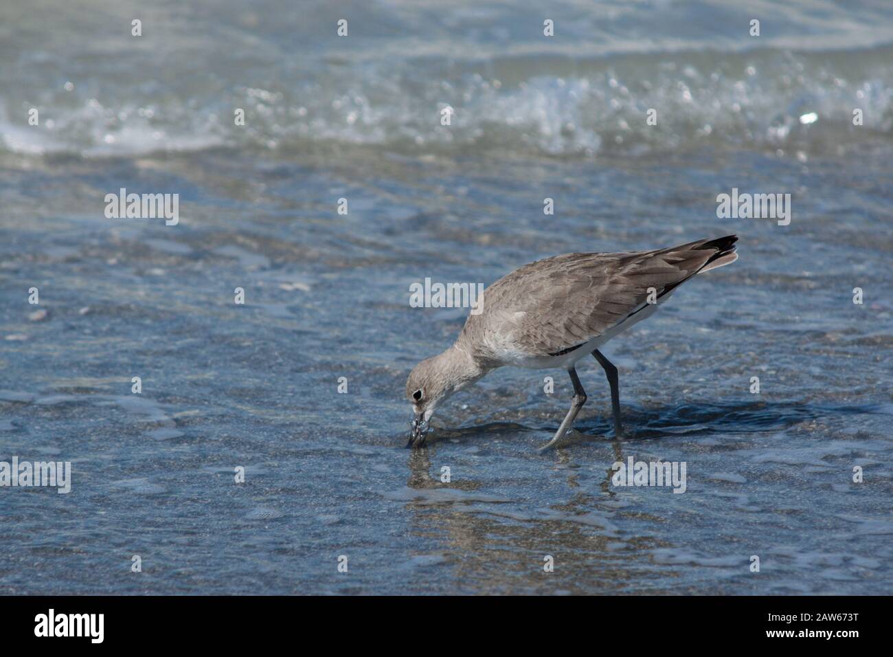 Shorebird che foraging sulla spiaggia. Foto Stock