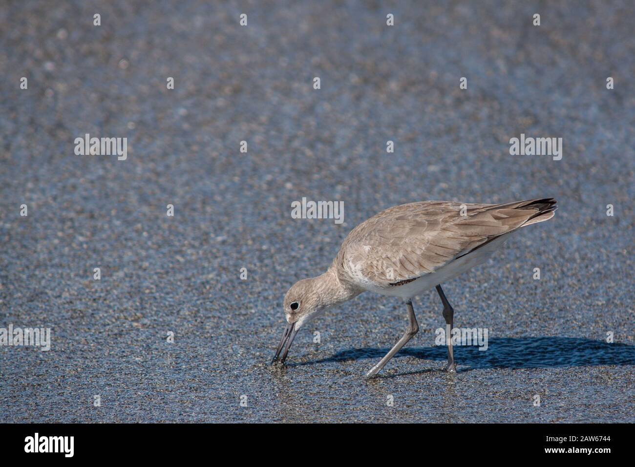 Shorebird che foraging attraverso la sabbia. Foto Stock